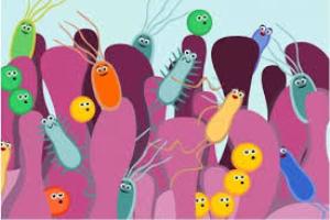 این غذاها را بخورید تا باکتری های مفید روده تقویت شوند