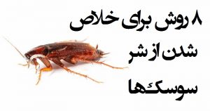 روش های موثر برای از بین بردن سوسک ها و نابودی سوسک ها! روش های موثر برای از بین بردن سوسک ها و نابودی سوسک ها!