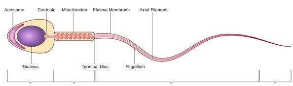 برای بارداری چه مقدار اسپرم لازم است؟