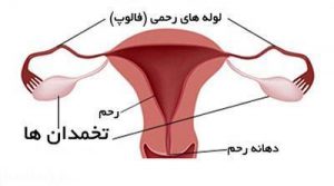 حقایق خواندنی و جالب در مورد تخمدان خانم ها حقایق خواندنی و جالب در مورد تخمدان خانم ها