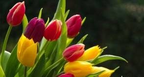 روش هایی برای نگهداری بیشتر از انواع گل