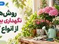 روش‌های نگهداری بیشتر از انواع گل