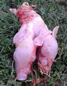 عکس وحشتناک از خوکی که دو سر دارد!