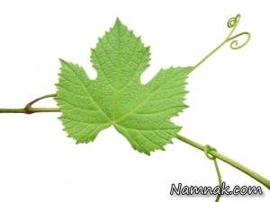 برگ مو | اشنایی با خواص عالی برگ مو برگ مو | اشنایی با خواص عالی برگ مو