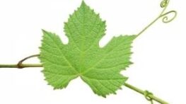 برگ مو | اشنایی با خواص عالی برگ مو