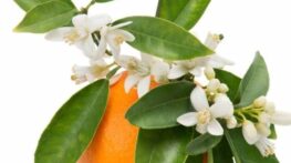 مشکلات گوارشی را با بهار نارنج درمان کنید