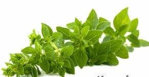 برای تنظیم فشار خون پونه کوهی مصرف کنید