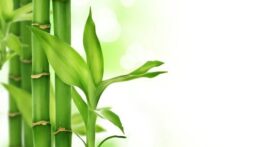 نحوه نگهداری از گیاه بامبو در منزل + شرایط نگهداری و پرورش بامبو