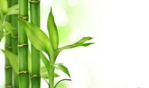 نحوه نگهداری از گیاه بامبو در منزل + شرایط نگهداری و پرورش بامبو