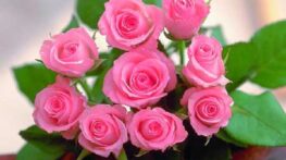 عکس های زیبا و انرژی دهنده گل های رنگارنگ برای پروفایل