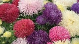 نحوه نگهداری گل مینا و پرورش گل مینا + تصاویری از این گل بسیار زیبا