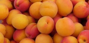 روزه داران زردآلو بخورند + فواید زردآلو برای افراد روزه دار روزه داران زردآلو بخورند + فواید زردآلو برای افراد روزه دار