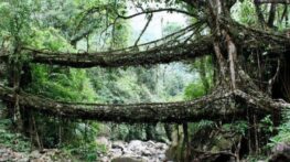 پل های زیبا در کشور هند از جنس گیاه و شاخه درخت