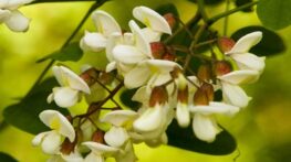 اقاقیا خواص درمانی گیاه اقاقیا