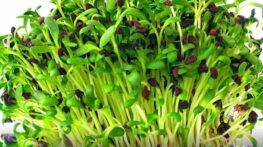 فواید شگفت انگیز جوانه یونجه و برگ یونجه