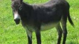 آیا خوردن گوشت الاغ خطرناک است و برای بدن ضرر دارد؟