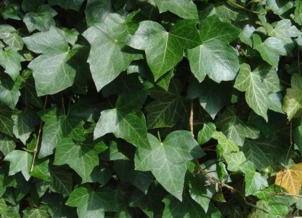 پرورش و رشد گیاه عشقه | آشنایی با گیاه عشقه و نگهداری آن