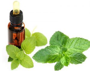 روغن نعناع و خواص و فواید این روغن