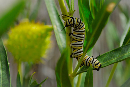 آیا انگل های بدن برای سلامت بدن سودمند هستند؟