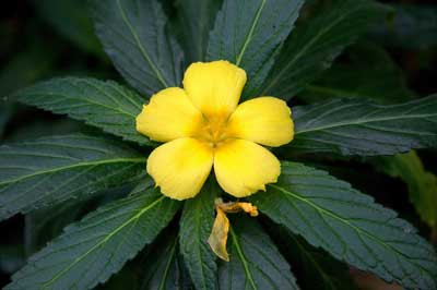 معرفی گیاهانی که اسپرم را بیشتر می کنند