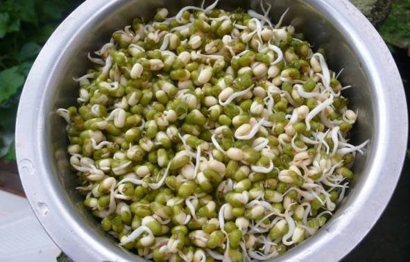 ماش بخورید تا بیماری های مزمن نگیرید