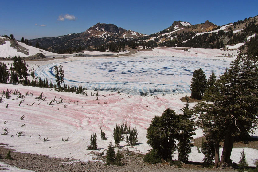 برف صورتی با بوی هندوانه در مونتانای آمریکا ! +عکس