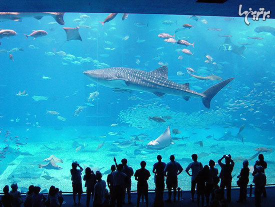 نگاهی به بزرگترین آکواریوم های در دنیا
