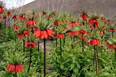 نگاهی دشت لاله‌های واژگون گلستان‌ کوه خوانسار + عکس