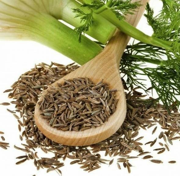 روش های درست استفاده از رازیانه برای رسیدن به لاغری