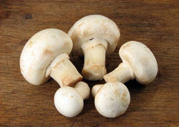 طرز تهیه کاسرول قارچ و روش های متفاوت پخت و خرید قارچ