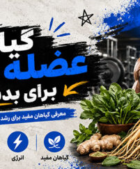گیاهان عضله ساز برای بدنسازان که حاوی پروتئین هستند؛ مقدار پروتئین و نحوه مصرف؛ مناسب افزایش حجم و ریکاوری گیاهان عضله ساز برای بدنسازان
