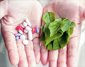 معرفی مسکن های گیاهی طبیعی به جای ضد دردهای شیمیایی معرفی مسکن های گیاهی طبیعی به جای ضد دردهای شیمیایی