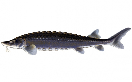 تعبیر خواب خاویار