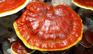 قارچ گانودرما چیست و چه خواصی دارد؟ قارچ گانودرما چیست و چه خواصی دارد؟