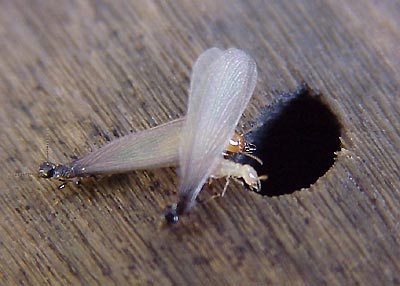 از بین بردن موریانه در منزل