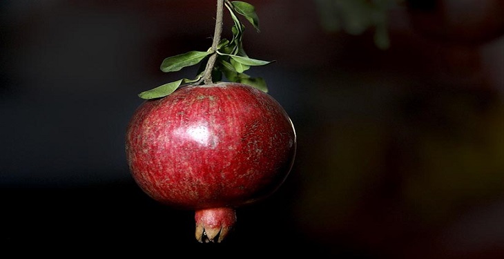 انار؛ میوه بهشتی در فرهنگ، هنر و آیین ایرانی