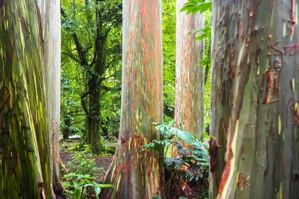 زیباترین پدیده های دنیا