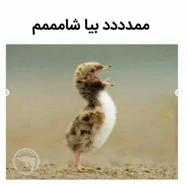 عکس های خنده دار + متن های طنز و خنده دار اینستاگرامی و نوشته های طنز