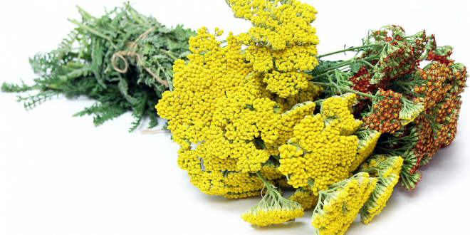 خواص بومادران | تمام خواص بومادران برای سلامت و فواید دمنوش آن