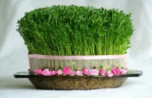 نحوه کاشت سریع سبزه نوروز برای روزهای نزدیک به عید نوروز نحوه کاشت سریع سبزه نوروز برای روزهای نزدیک به عید نوروز