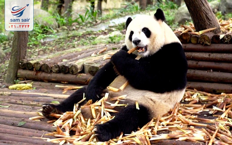 اگر اولین بار به تور مالدیو،چین و برزیل سفر میکنید بدانید که..