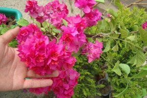 آموزش پرورش گل کاغذی و تکثیر این گیاه زیبا در منزل آموزش پرورش گل کاغذی و تکثیر این گیاه زیبا در منزل