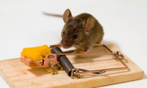 از بین بردن موش خانگی + روش های موثر برای از بین بردن موش در خانه از بین بردن موش خانگی + روش های موثر برای از بین بردن موش در خانه