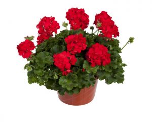 آموزش قلمه زدن گل شمعدانی + نحوه تکثیر این گل زیبا و محبوب آموزش قلمه زدن گل شمعدانی + نحوه تکثیر این گل زیبا و محبوب