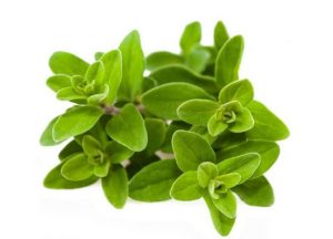خواص مرزنجوش + تمام فواید این گیاه معطر برای زیبایی و سلامت خواص مرزنجوش + تمام فواید این گیاه معطر برای زیبایی و سلامت