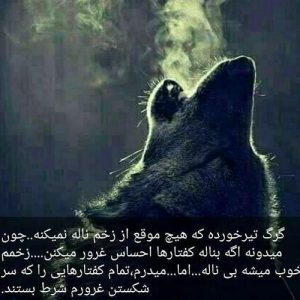 عکس نوشته گرگ برای پروفایل + جملات جالب انگیزشی با موضوع گرگ