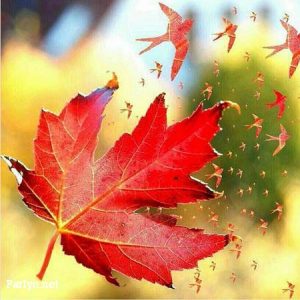 عکس پروفایل خزان + نوشته های زیبا و احساسی در مورد فصل پاییز و خزان عکس پروفایل خزان + نوشته های زیبا و احساسی در مورد فصل پاییز و خزان