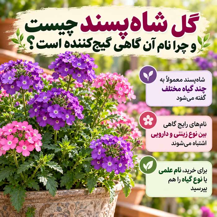 پرورش گل شاه پسند؛ آموزش کاشت بذر، قلمهزدن و اصول نگهداری گل شاهپسند چیست و چرا نام آن گاهی گیجکننده است؟