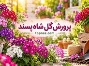پرورش گل شاه پسند؛ آموزش کاشت بذر، قلمهزدن و اصول نگهداری پرورش گل شاه پسند؛ آموزش کاشت بذر، قلمهزدن و اصول نگهداری