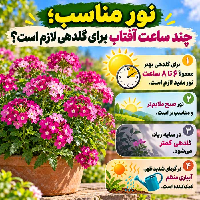 پرورش گل شاه پسند؛ آموزش کاشت بذر، قلمهزدن و اصول نگهداری نور مناسب؛ چند ساعت آفتاب برای گلدهی لازم است؟